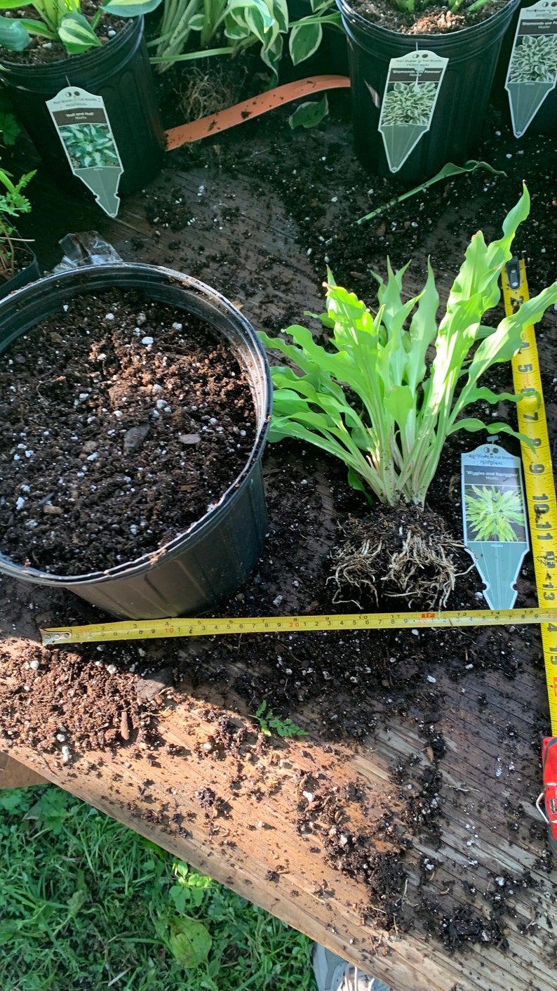MrPerennial Hosta Wiggles and Squiggles - Thumbnail 4