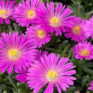 May include: Close-up of a cluster of vibrant pink flowers with yellow centers. The flowers have a daisy-like appearance with multiple petals.