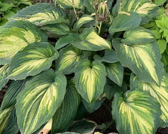 May include: A close-up of a hosta plant with large, green leaves with yellow variegation. The leaves are arranged in a rosette pattern and have a slightly textured surface.