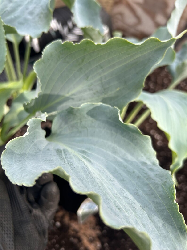 Hosta ‘tears in Heaven’ Unique, Deep, Frosty Blue Pointed, Rippled ...