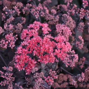 Stonecrop ‘Midnight Velvet’ -Upright Black-Purple leaves with Rose-Red flowers-Sedum Perennial Succulent -Critter Proof-Attracts pollinators