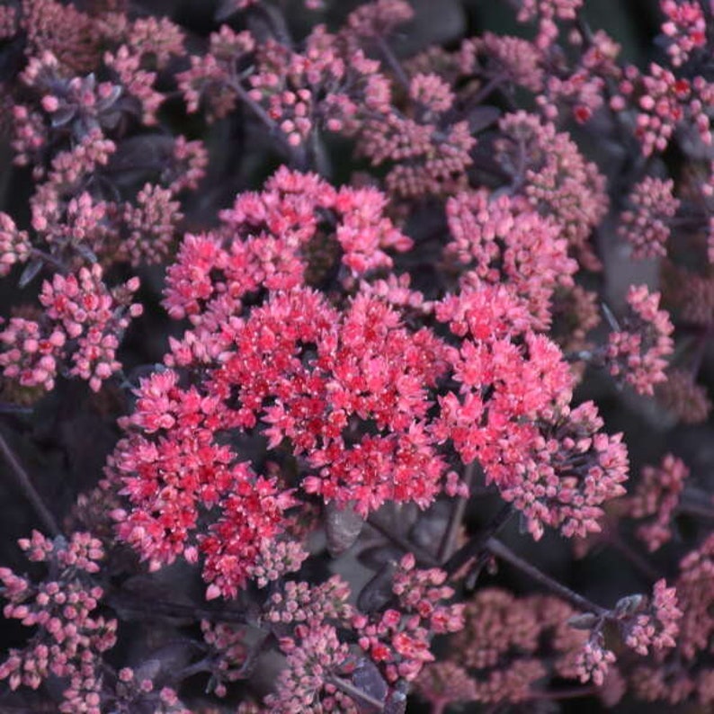 Stonecrop Midnight Velvet Upright Black-Purple leaves with Rose-Red flowers-Sedum Perennial Succulent Critter Proof-Attracts pollinators image 1