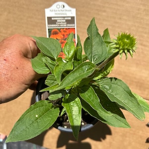 The Plant pictured in summer full of buds about to flower growing in a 4 1/2 inch wide 5 inches tall quart size pot Plants will flower all summer with proper care