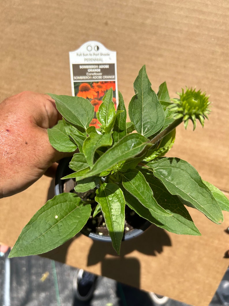 The Plant pictured in summer full of buds about to flower growing in a 4 1/2 inch wide 5 inches tall quart size pot Plants will flower all summer with proper care