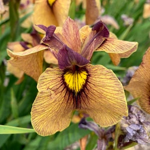 Iris Pseudata ‘Night Thunder’ Peach-Yellow-Maroon blended flowers, Purple veining-Iris Perennial Plant -Flower bouquets-attracts pollinators