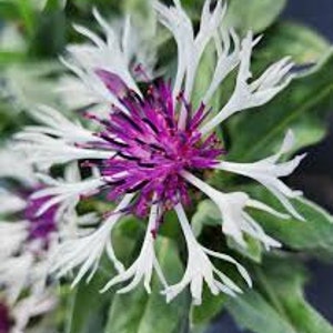 May include: A white flower with a purple center. The petals are long and thin, giving the flower a feathery appearance.