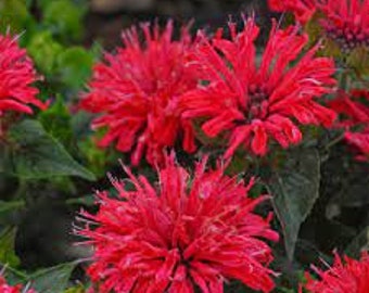 Bee Balm ’Fireball’ Dark Fiery Red flowers cover compact Fragrant Minty Foliage-Monarda Perennial Plant-Attracts Hummingbirds & Pollinators