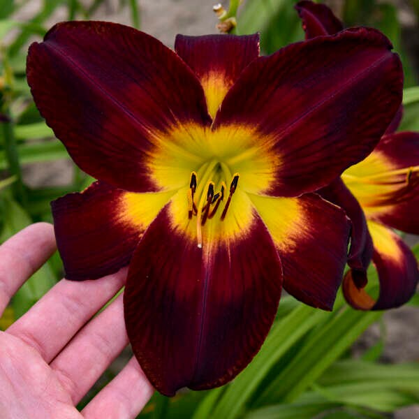 Daylily 'Persian Ruby’-Huge 8-9” Dark Purple-Red Flowers with large green throat -Hemerocallis Perennial - Attracts Pollinators-