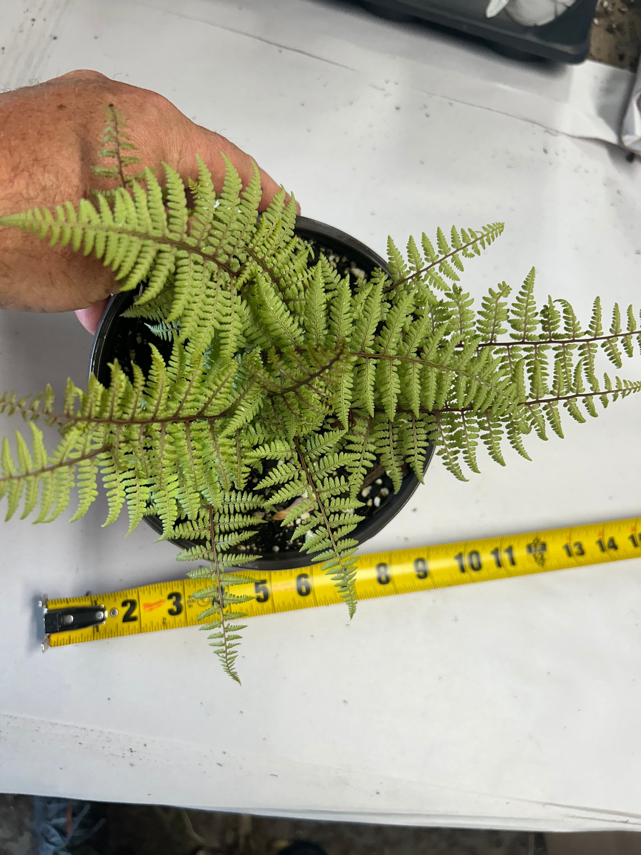 Fern Japanese Painted 'ghost' Upright, Ghostly, Frosted Apple