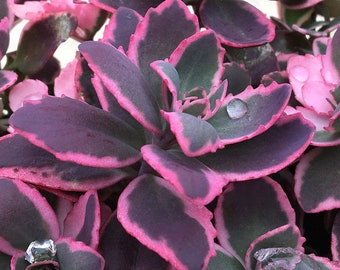 Stonecrop ‘Dream Dazzler’ Blue-Purple-Pink foliage with Pink flowers - Sedum Perennial Succulent plant-Critter Proof- Attracts Pollinators