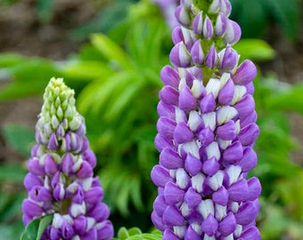 Lupine ‘Mini Gallery Blue Bicolor’- Blue & White Bicolor flowers on compact Plants - Lupinus - Perennial  - Attracts Birds and Pollinators