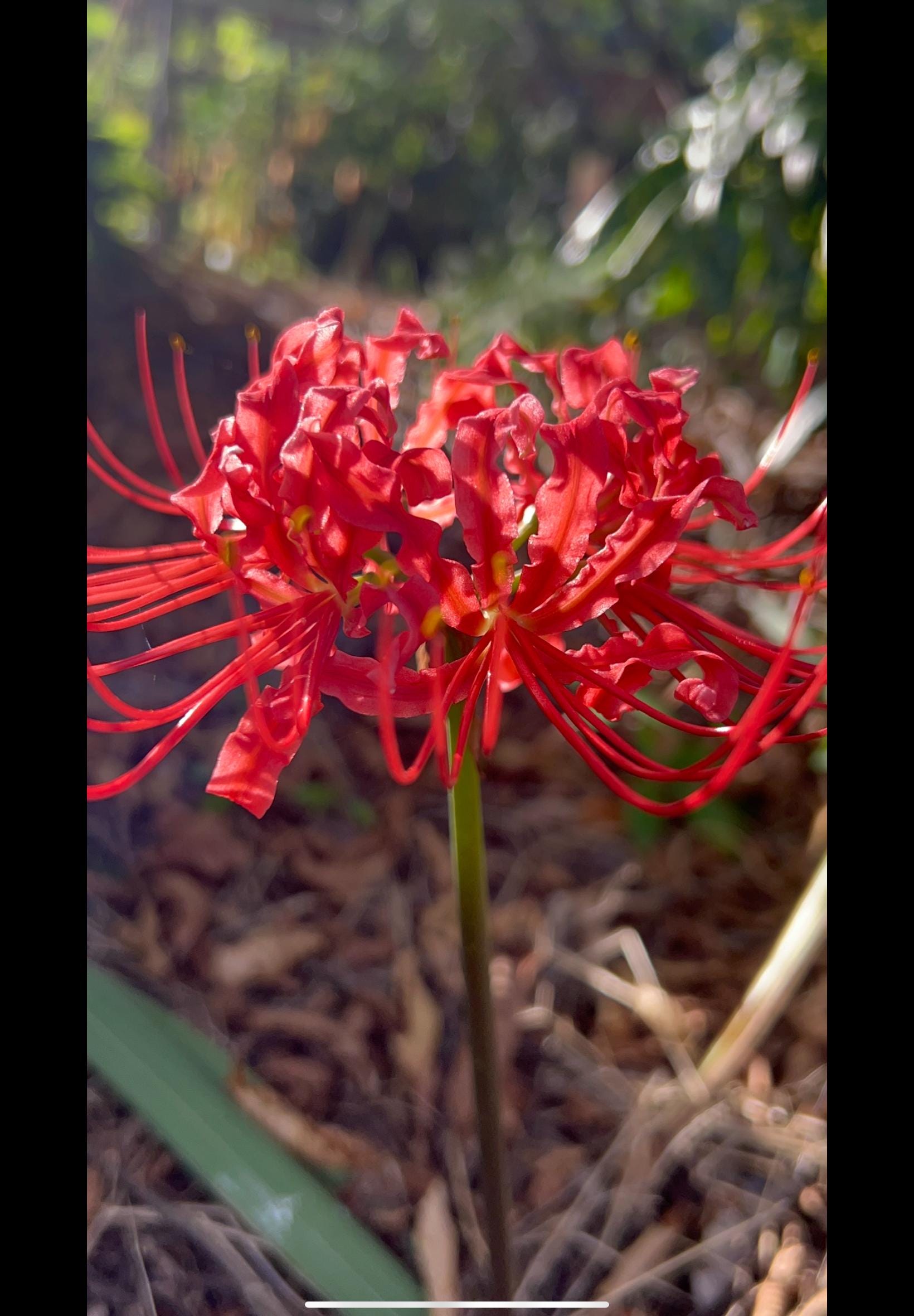 Surprise Lilies Resurrection Lilies - Etsy