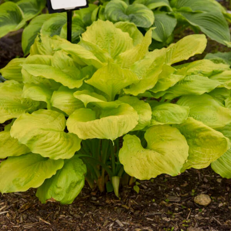 Hosta ‘seasons in the Sun’ Giant, Huge, Golden-yellow Heart Shaped Wavy ...