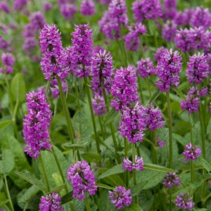 Betony  ‘Hummelo’ -Vivid Rose-Pink flowers atop lush green leaves - Stachys Perennial - Attracts Birds and Pollinators - Critter resistant
