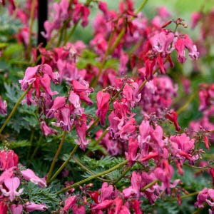 Bleeding Hearts ‘Passion Hearts’ Deep Rose-Pink Heart Shaped Flowers, Blue Fern-like Foliage -Dicentra Perennial Plant-Deer & Rabbit Proof