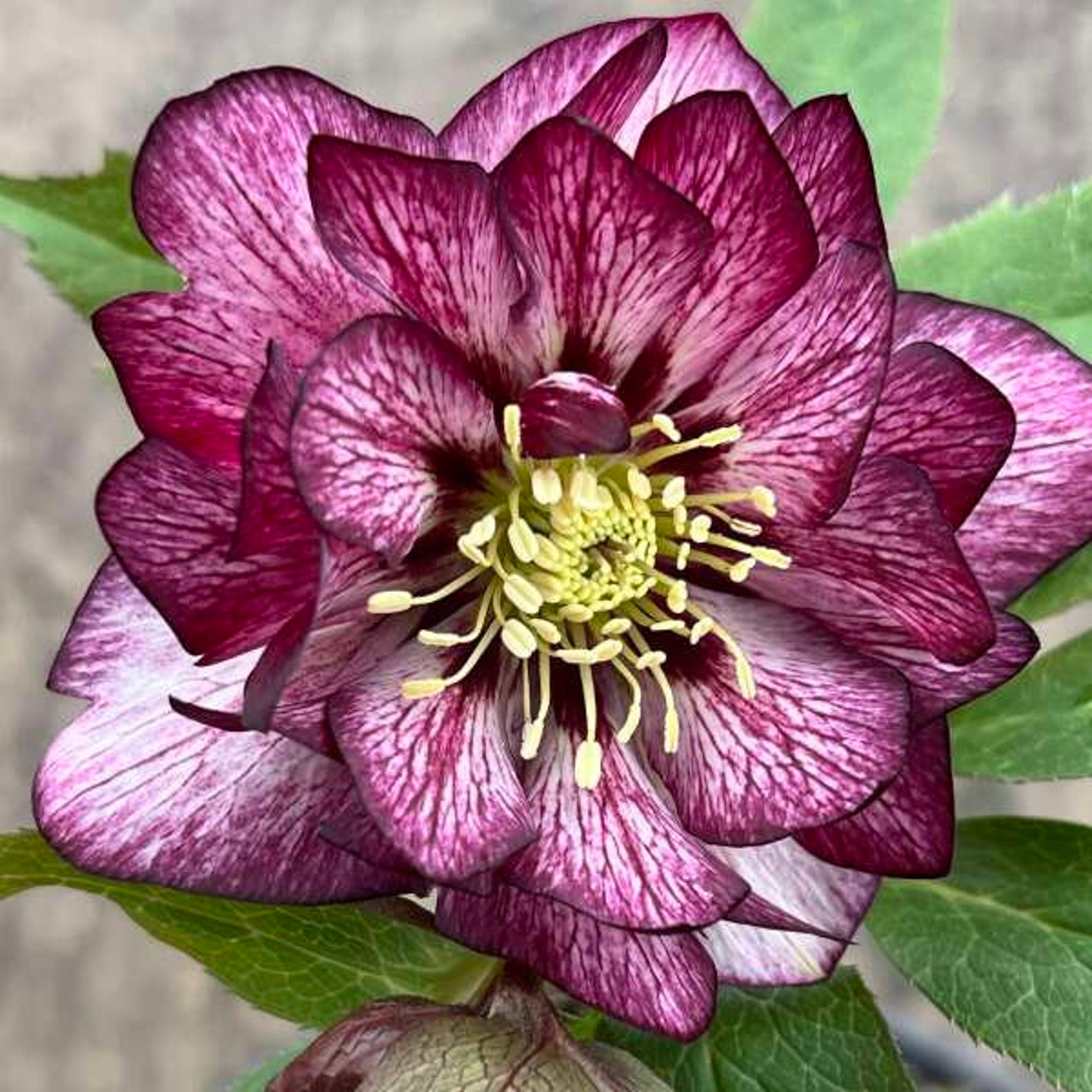 Lenten Rose ‘ Whirlwind Romance' 3” Double Flowers With Burgundy Tones