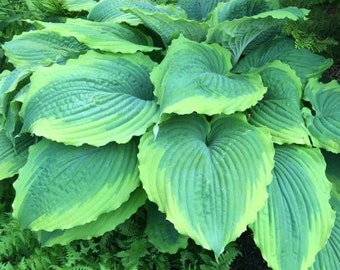 May include: A close-up of a group of large, green hosta leaves with a yellow-green variegation. The leaves are arranged in a cluster and have a heart-shaped form.