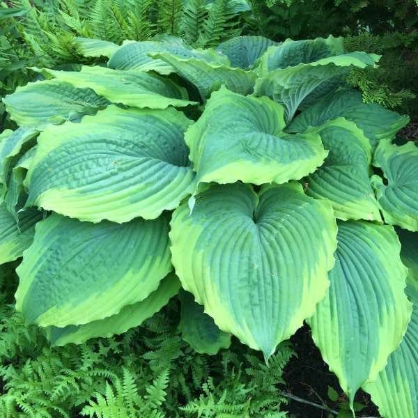 Hosta 'Spartacus' Giant, huge, rippled Deep Blue-Green leaves with Variegated creamy-yellow margins-Hosta Perennial Plant-Shade Garden