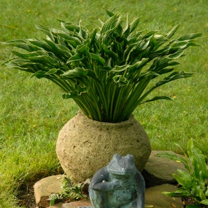 Hosta &#39;Praying Hands&#39;- Grows to form an upright clump resembling “Hands folded” Small Hosta