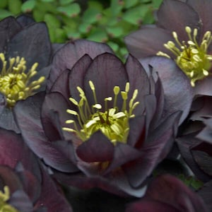 Lenten Rose Dark and Handsome’ - Semi-Double Black-Dark Purple Flowers - Helleborus - Evergreen Perennial - deer and rabbit Proof