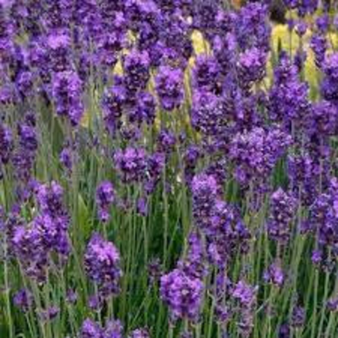Lavender 'essence Purple' NEW Fragrant Foliage Cut & Dried Flowers