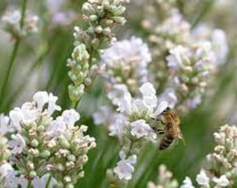 Lavender 'Exceptional' Fragrant White flowers & Foliage!- Lavendula Perennial Plant - Deer and Rabbit Proof- Flower arrangements and bouquet