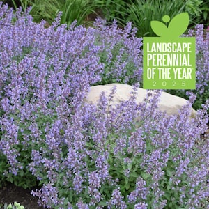 Catmint ‘Cat’s Meow’ - Best Catmint Ever! Sky Blue Flowers - Nepeta -Perennial - Deer and Rabbit Proof - Attracts pollinators