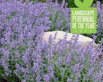 Catmint ‘Cat’s Meow’ - Best Catmint Ever! Sky Blue Flowers - Nepeta -Perennial - Deer and Rabbit Proof - Attracts pollinators