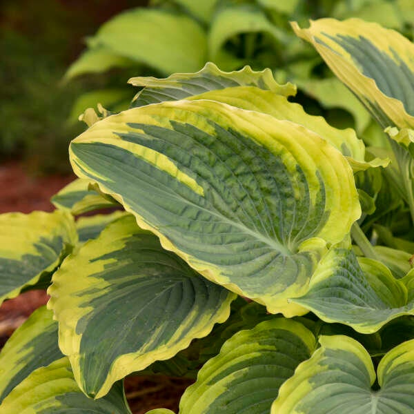 Hosta 'Trendsetter’ Giant, Huge Deep Green heart-shaped rippled leaves with variegated yellow margins-Hosta Perennial Plant-Shade Garden