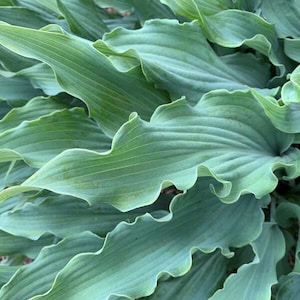 Hosta ‘Wild Imagination’ -Unique Thick, Long, Pointed, Narrow Twisted and Ruffled Deep Blue leaves - Hosta Perennial - Attracts Pollinators