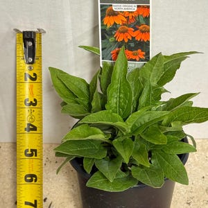 The plant pictured in spring growing in a quart size pot 4 1/2 inches wide by 5 inches tall will flower this late summer-fall with proper care