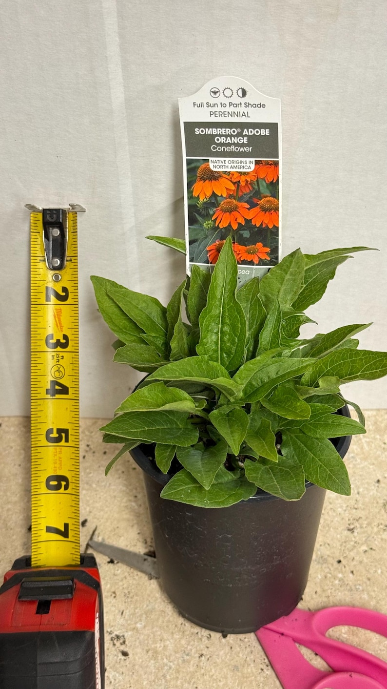 The plant pictured in spring growing in a quart size pot 4 1/2 inches wide by 5 inches tall will flower this late summer-fall with proper care