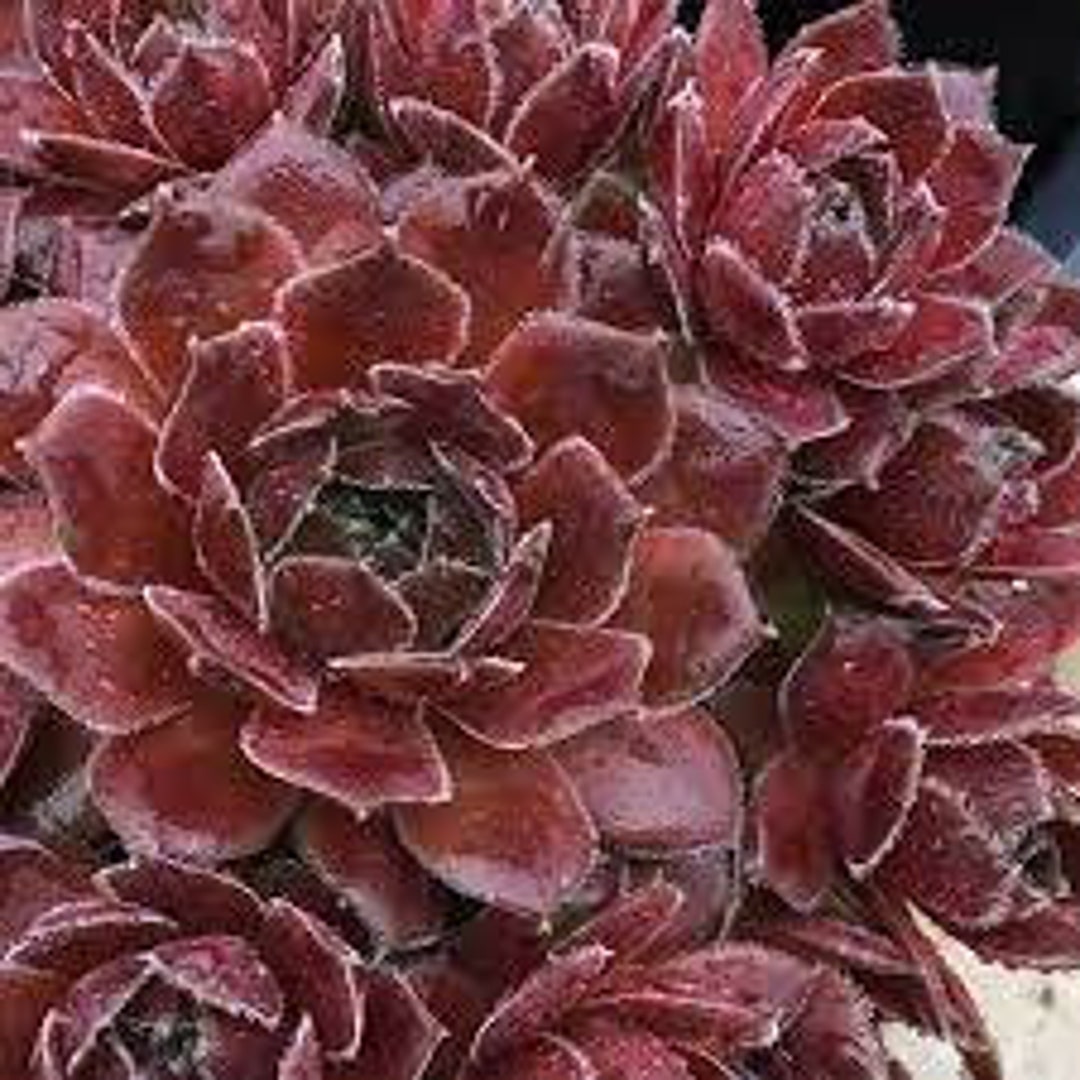 Hen & Chicks berry Bomb' Chick Charms Deep Rich Burgundy Leaves
