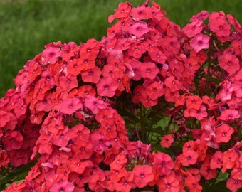 Phlox Tall Garden ‘Sunset Coral’- NEW! fragrant Sunset Colored flowers that illuminate - Phlox - Perennial  - Attracts Birds and Pollinators