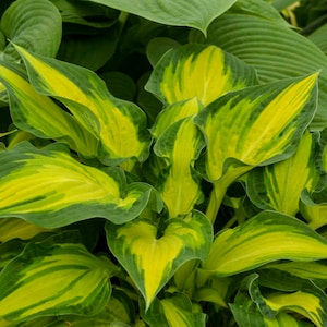 Hosta &#39;Happy Dayz&#39; -  Slug resistant bright yellow leaves with green margin - Hosta - Perennial - shade garden