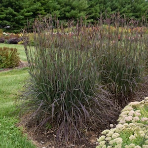 Grass Big Bluestem 'Blackhawks' - Upright, Purple-Black Foliage, Creamy Yellow plumes -Andropogon Perennial Native Grass-Deer & Rabbit Proof