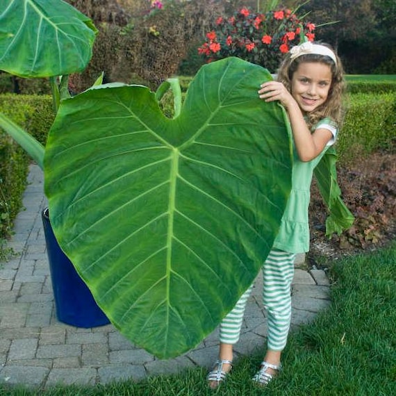 swiss cheese.plant Monstera Deliciosa Plant for Living Room main image 0