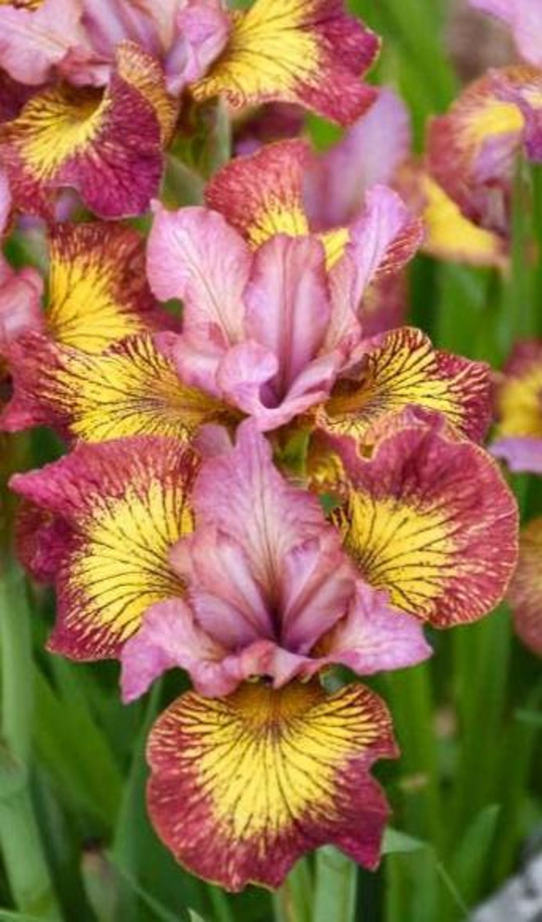 Iris Siberian 'fiddles on Fire' Unique Mauve-rose Flowers, Striking ...