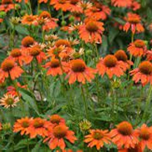Puede incluir: Un campo de rudbeckias naranjas en flor. Las flores tienen un centro marr&oacute;n oscuro y p&eacute;talos naranjas.