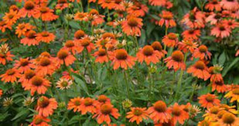 Puede incluir: Un campo de rudbeckias naranjas en flor. Las flores tienen un centro marr&oacute;n oscuro y p&eacute;talos naranjas.