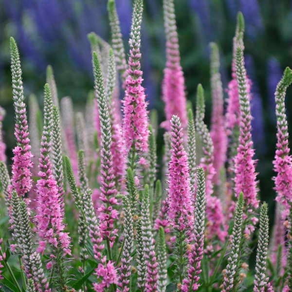 Speedwell  ‘Perfectly Picasso’- Long spikes of white buds open pink flowers-Veronica Perennial-Attracts Pollinators-Flower Arrangements