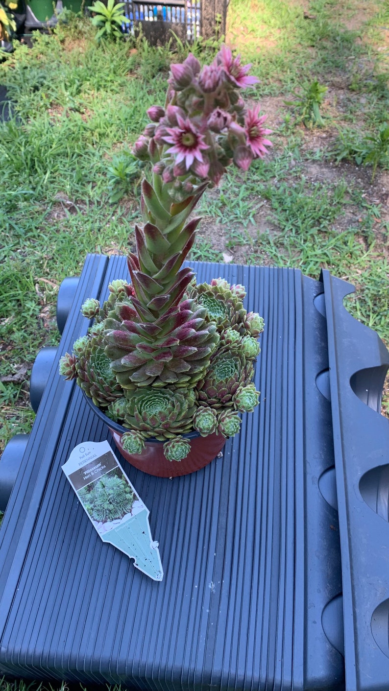 Hen and Chicks 'Pilioseum' - Thumbnail 4