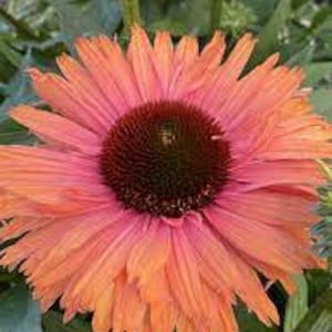 Pode incluir: Close-up de uma vibrante flor de Echinacea. As p&eacute;talas variam de um laranja intenso nas pontas a um rosa suave no centro, envolvendo um cone central marrom escuro e texturizado. A folhagem verde fornece um fundo natural.