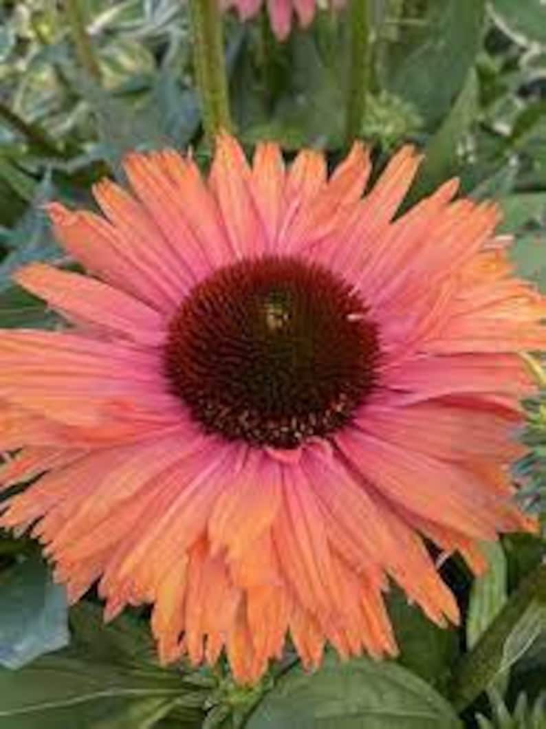 Pode incluir: Close-up de uma vibrante flor de Echinacea. As p&eacute;talas variam de um laranja intenso nas pontas a um rosa suave no centro, envolvendo um cone central marrom escuro e texturizado. A folhagem verde fornece um fundo natural.