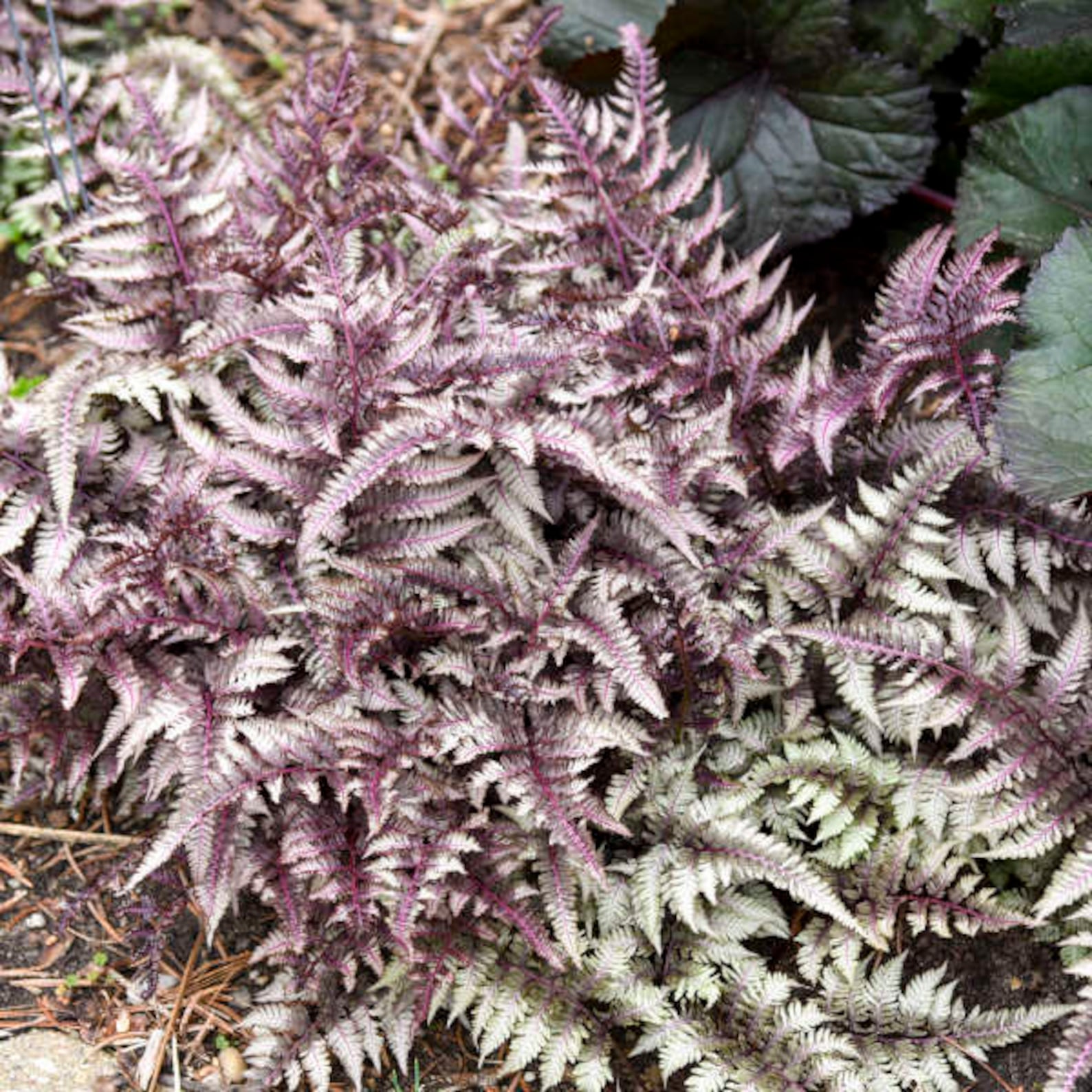 Fern Japanese Painted ‘pictum’ Silvery-grey-green Fronds Which Are
