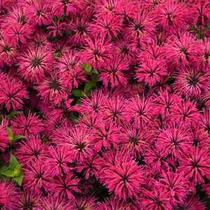 Bee Balm ‘ Leading Lady Razzberry’- Fragrant Raspberry-Purple flowers- Monarda Perennial -Attracts Pollinators - deer and rabbit resistant