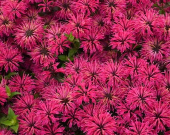 Bee Balm ‘ Leading Lady Razzberry’- Fragrant Raspberry-Purple flowers- Monarda Perennial -Attracts Pollinators - deer and rabbit resistant