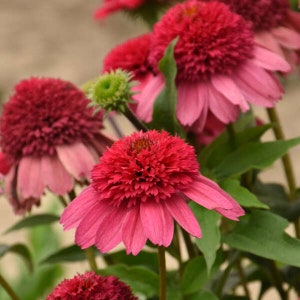 Coneflower ‘Watermelon Sugar’ - Double Magenta-Pink Pompom Flowers - Echinacea Double Dipped Series Perennial-Attracts Birds and Pollinators