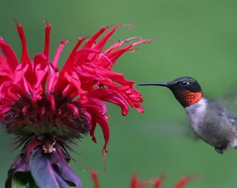 May include: A ruby-throated hummingbird hovers in mid-air, its beak extended towards a vibrant pink flower with long, slender petals.