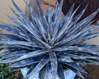 Mangave ‘Moonglow’ - Wide, Glowing Silver Blue Leaves with Purple Spots - Succulent- Tropical Perennial  -Deer and Rabbit Proof